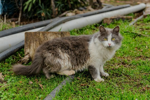 Découvrez le tai-chi : une pratique ancestrale pour renforcer l'équilibre et prévenir les chutes chez les seniors !